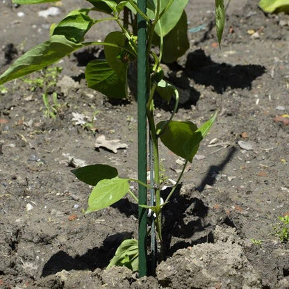 Canna in metallo per giardinaggio plastificata