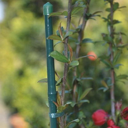 Cannetta in bambù per giardinaggio plastificata